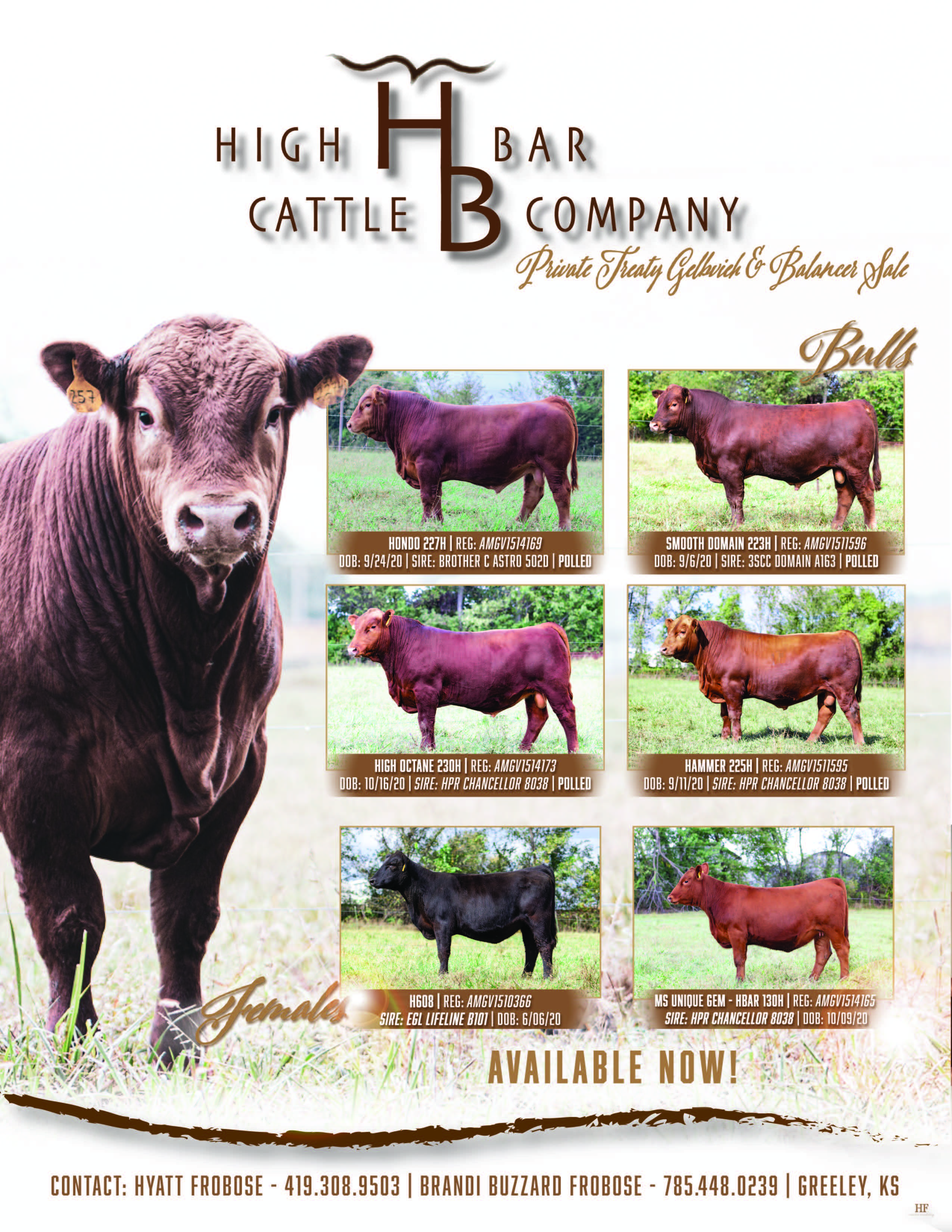 Freezer Beef for Sale High Bar Cattle Company